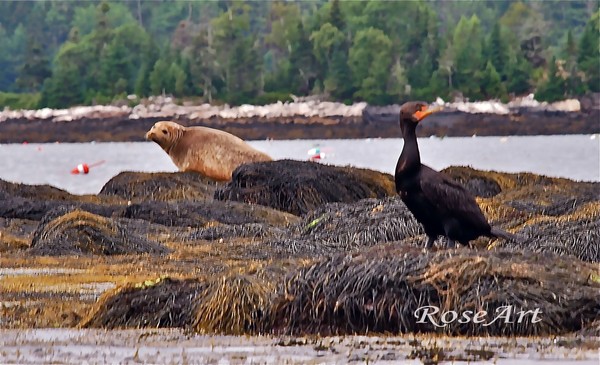 Seal Rock