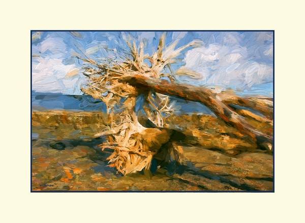 Driftwood at Sunset