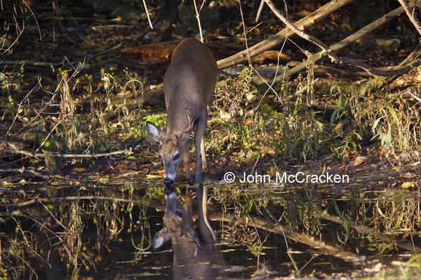 Thirsty Reflection!