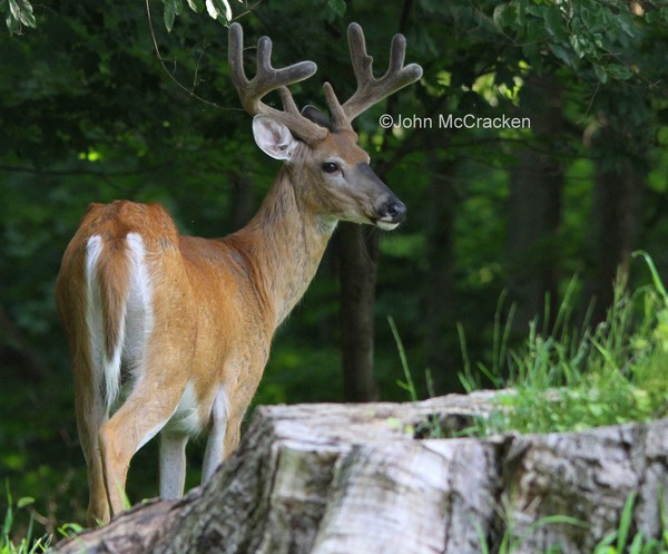 Buck