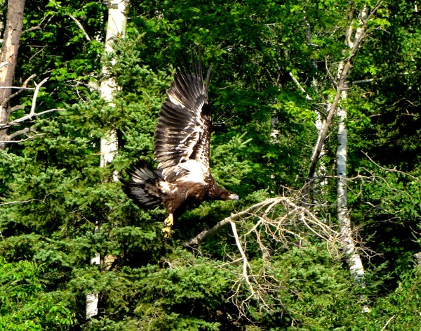 Immature Eagle Flight!