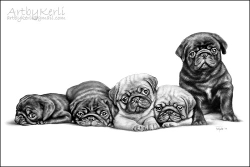 Pug puppies