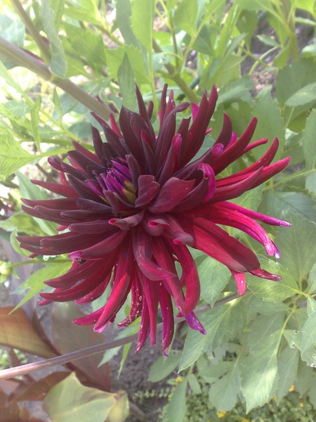 The Sublime Dahlia
