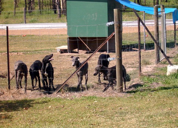greyhounds racing.. pups  ..