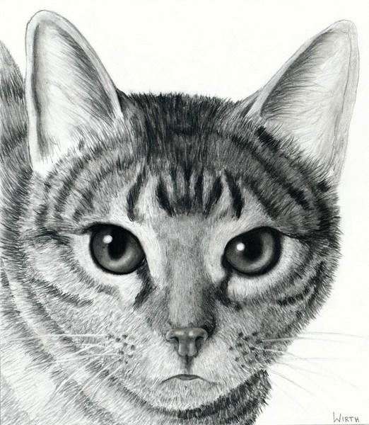 Kitty