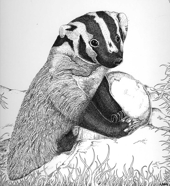 Badger