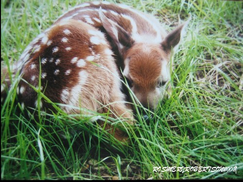 DEER