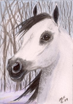 Gray Arab ACEO