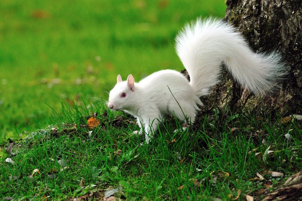 Albino Squirrel