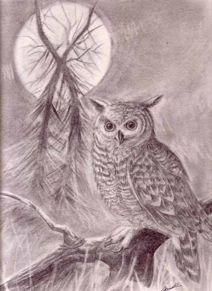 Owl