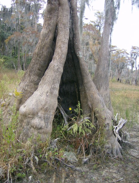 cypress tree