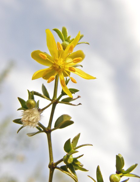 Yellow Floral