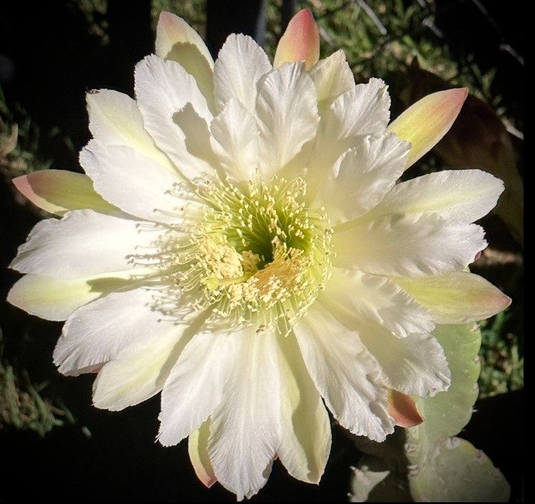 Moon Cactus Bloom July 2023