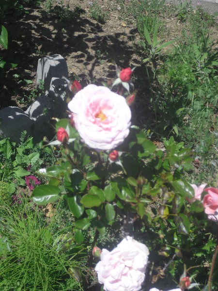 Church Roses II