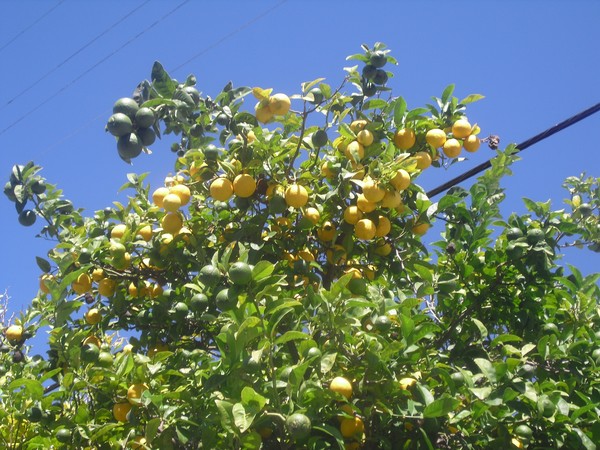 LEMONS