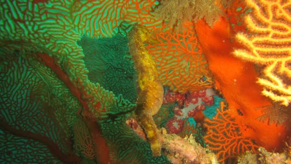 Sea Color