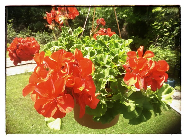 my geraniums