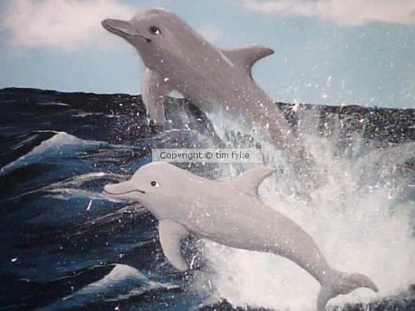 #12 Dolphin's Day 5 5 09
