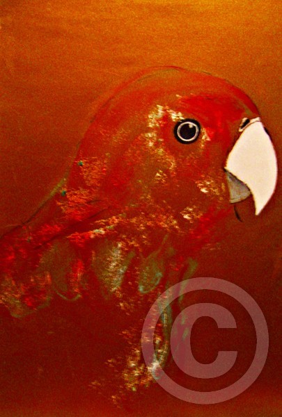 A Bird Of Many Colors