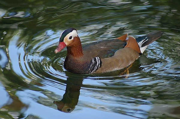 duck
