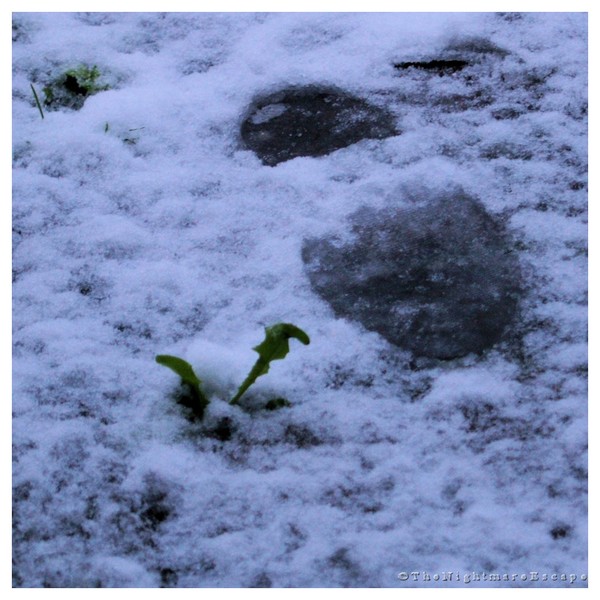 The Footprint and the Weed