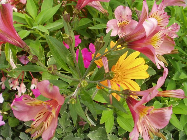 Flowers