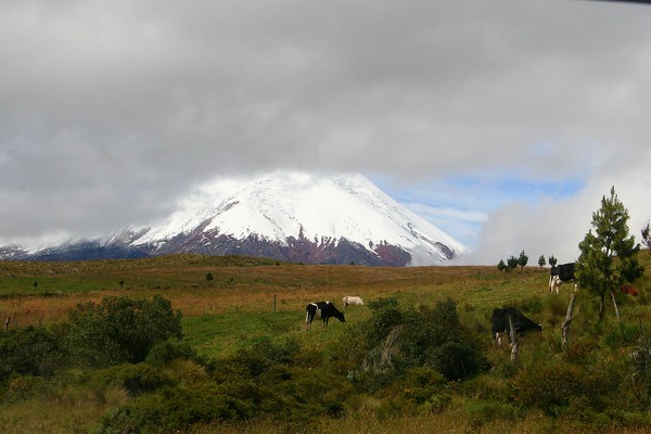 Pastoral Scene near Cotopaxi