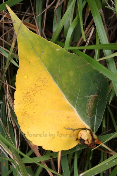Leaf in Halftones