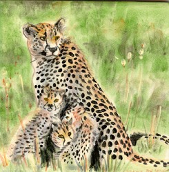 Cheetah and Cub