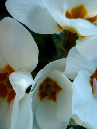 Soft Surroundings