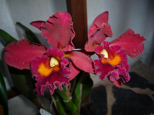 Orquidea 1