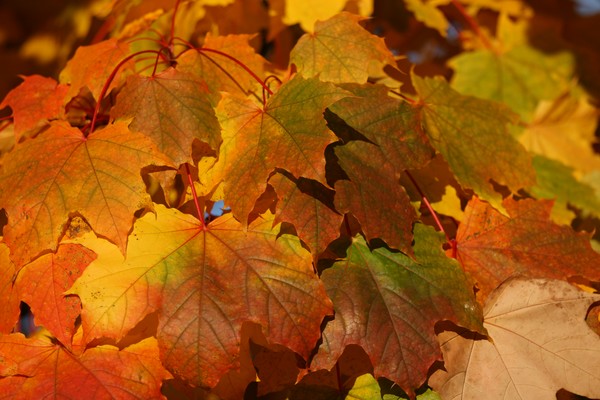 Fall Leaves 1