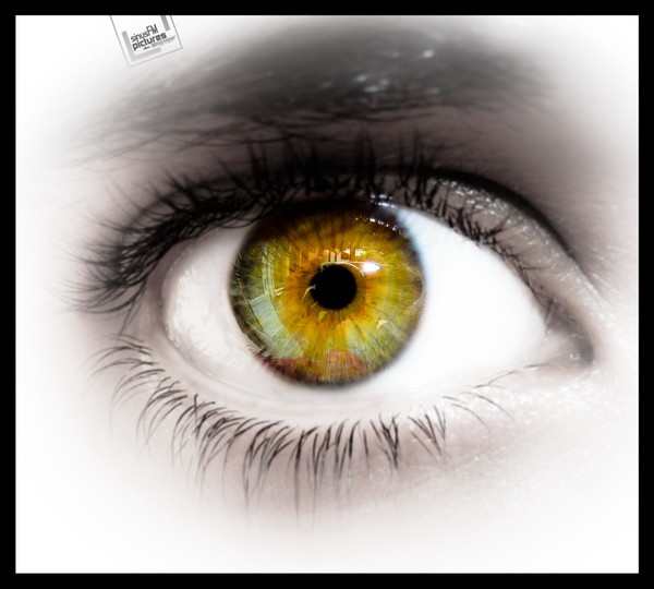Eye