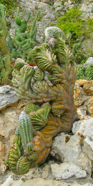 Exotic gardens, Monaco