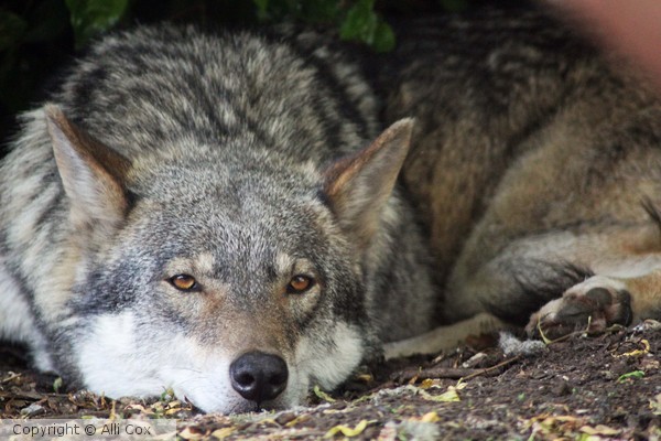 Wolf
