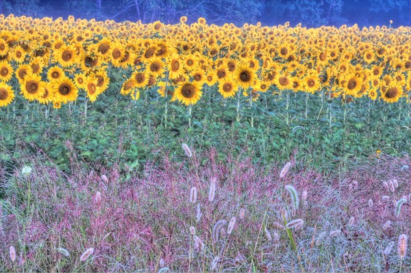 Field Of Dreams