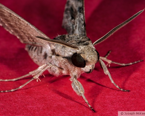 Moth on Red