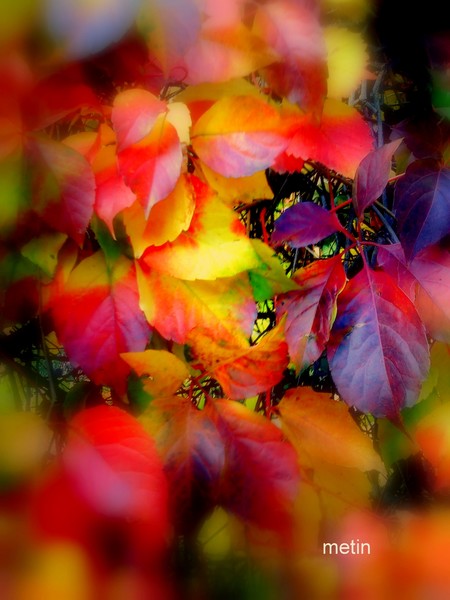 the autumn leaves of red and gold... 