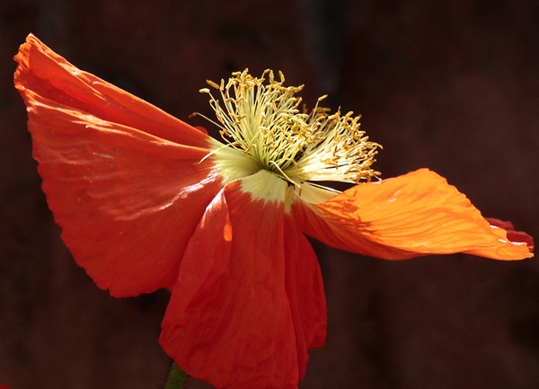 Orange Glow