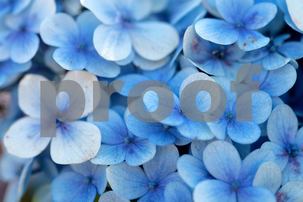 Blue Flowers