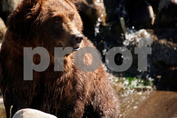 Big Bear
