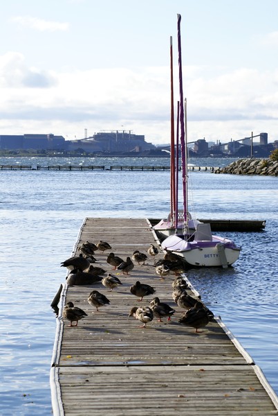 Docked Ducks?