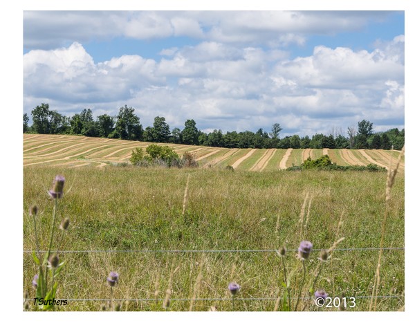 Field
