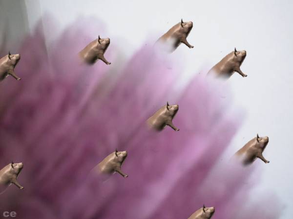 pigs