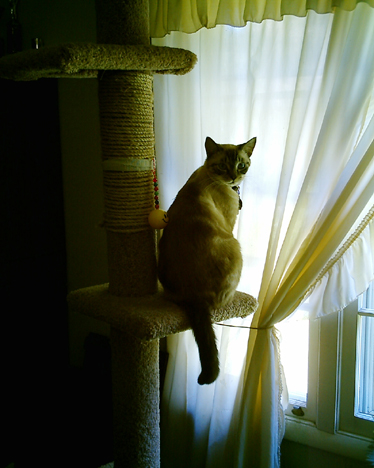 Romeo at Window