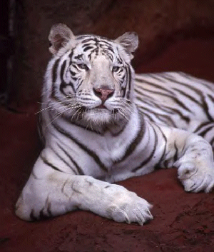 WhiteTiger