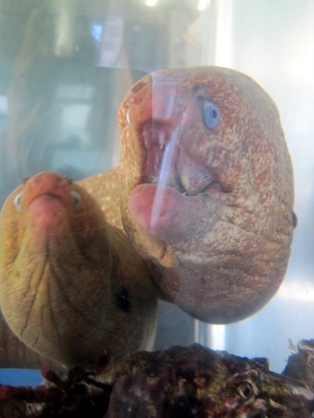 Round House Eels