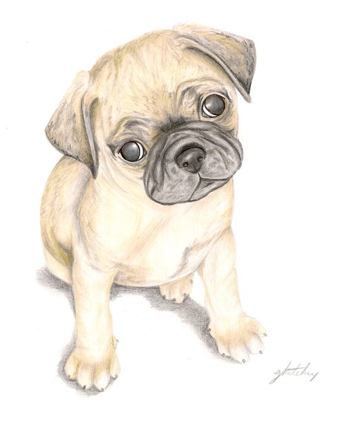 Pug puppy