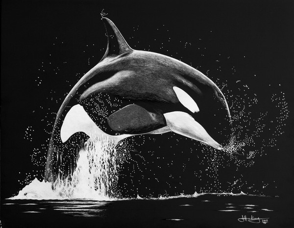 Killer Whale scratchboard