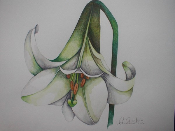 White Lilly